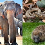 5 animales con curiosos ritos de apareamiento