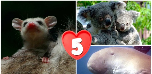 animales australianos