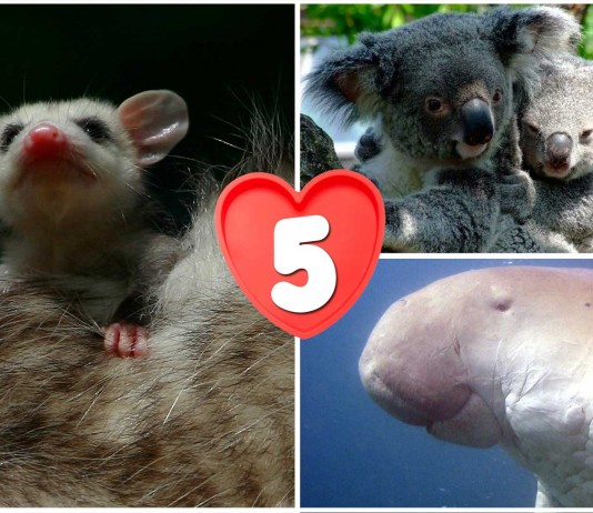 animales australianos