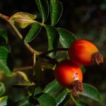 bayas de goji, alimento afrodisíaco