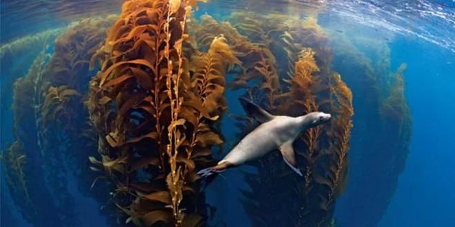 bosque-kelp-san-benito-baja-california-abr13 (Copy)