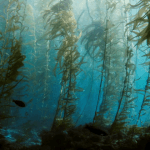 3 mágicos bosques subacuáticos: un mundo de fantasía natural