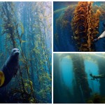 3 mágicos bosques subacuáticos: un mundo de fantasía natural