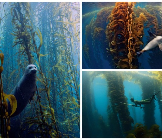 3 mágicos bosques subacuáticos: un mundo de fantasía natural