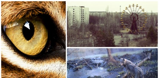 El fascinante secreto que esconde la "zona muerta" de Chernóbyl