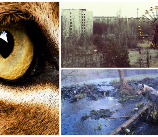 El fascinante secreto que esconde la «zona muerta» de Chernóbyl El fascinante secreto que esconde la "zona muerta" de Chernóbyl