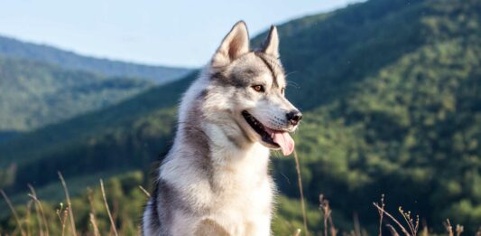 es bueno tener un perro
