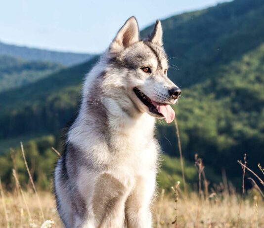 es bueno tener un perro