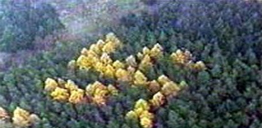 La misteriosa esvástica que brotó en el bosque de Brandemburgo La misteriosa esvástica que brotó en el bosque de Brandemburgo