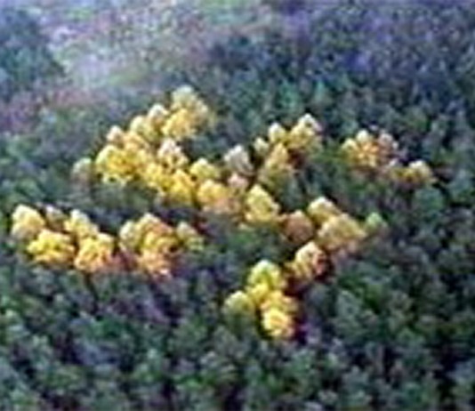 La misteriosa esvástica que brotó en el bosque de Brandemburgo