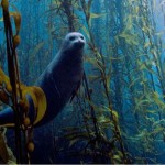 3 mágicos bosques subacuáticos: un mundo de fantasía natural