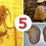 5 fósiles supercuriosos que no puedes perderte