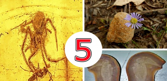 5 fósiles supercuriosos que no puedes perderte