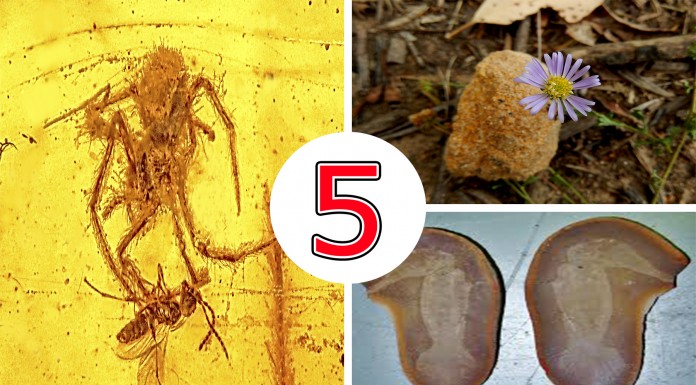 5 fósiles supercuriosos que no puedes perderte
