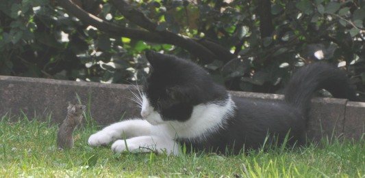 Ratones vs. gatos con un terrible final