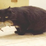 Ratones vs. gatos con un terrible final