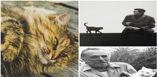 8 escritores famosos y sus famosos gatos