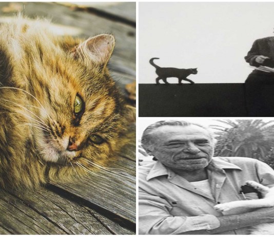 8 escritores famosos y sus famosos gatos 8 escritores famosos y sus famosos gatos