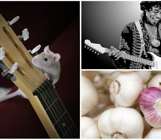 ¿Por qué los dedos de los guitarristas huelen a ajo?