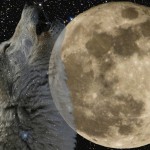 ¿De verdad aúllan los lobos a la luna?
