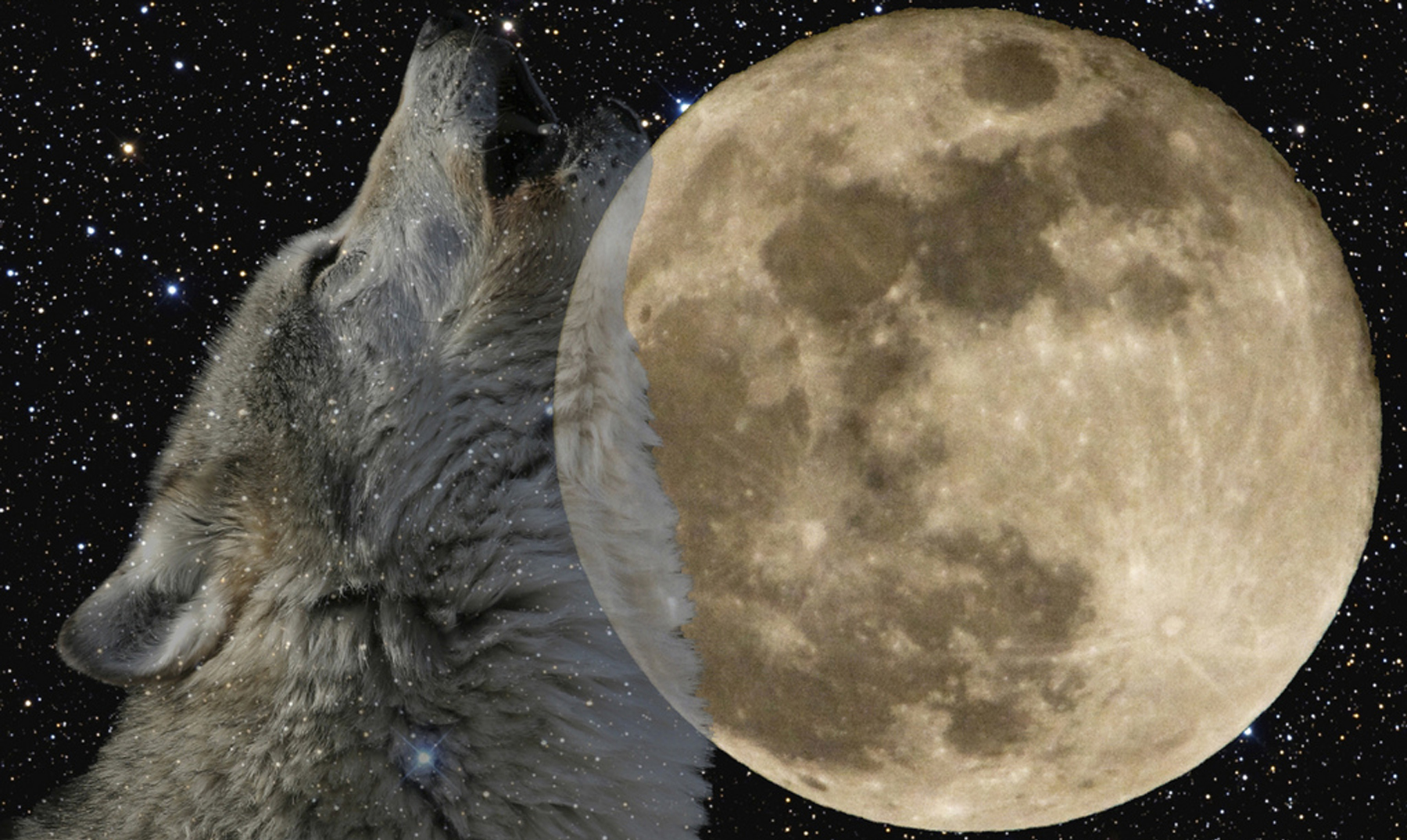 De verdad aúllan los lobos a la luna? - Supercurioso