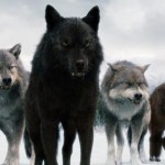 ¿De verdad aúllan los lobos a la luna?