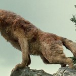 ¿De verdad aúllan los lobos a la luna?