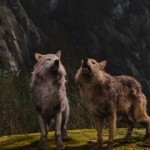 ¿De verdad aúllan los lobos a la luna?
