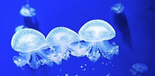 ¿Por qué hay tantas medusas? ¿Y por qué es malo que haya tantas?