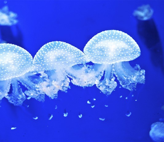 ¿Por qué hay tantas medusas? ¿Y por qué es malo que haya tantas?