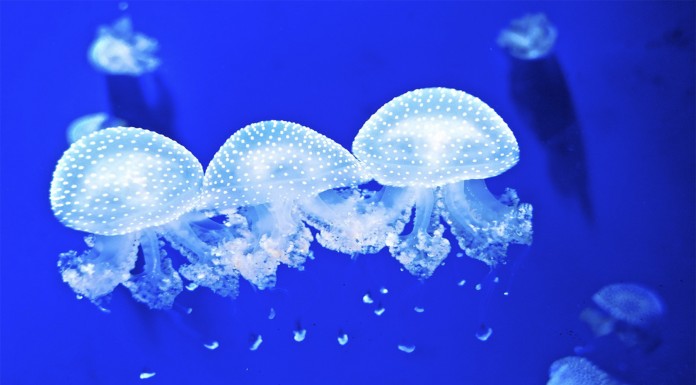 ¿Por qué hay tantas medusas? ¿Y por qué es malo que haya tantas?