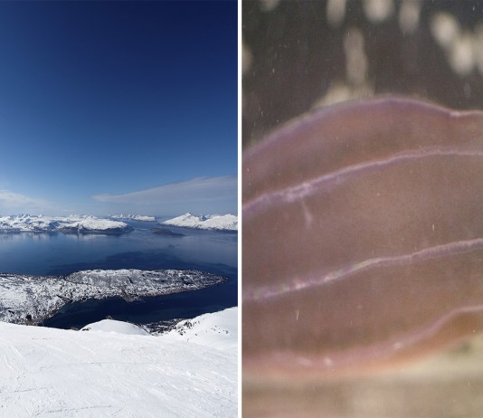 El "moco" púrpura que ataca a Noruega