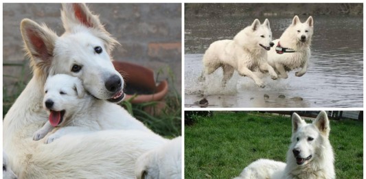 El pastor blanco suizo, un perro de gran sensibilidad