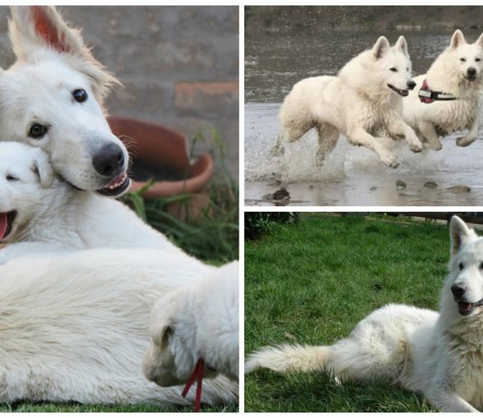 El pastor blanco suizo, un perro de gran sensibilidad