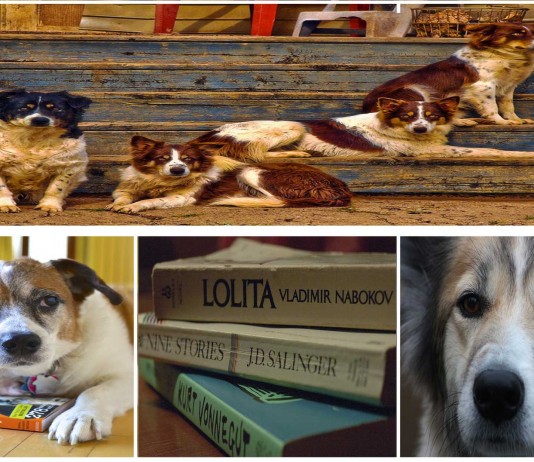 Los perros, los mejores amigos de los escritores