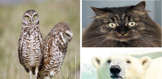 ¿Los animales tienen personalidades distintas? La ciencia responde ¿Los animales tienen personalidades distintas? La ciencia responde