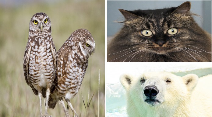 ¿Los animales tienen personalidades distintas? La ciencia responde