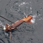 pesca