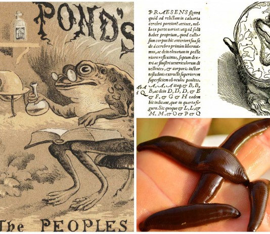 5 antiguos remedios que ¡aún se usan y funcionan!