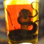El vino de serpiente que si abres…¡Podría morderte!