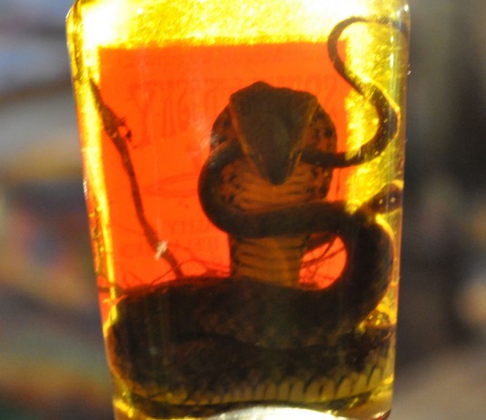 El vino de serpiente que si abres...¡Podría morderte!