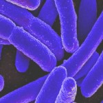 superbacteria