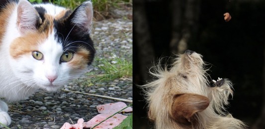 ¿Por qué los gatos son maniáticos con la comida y los perros menos?