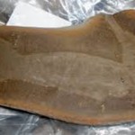 tullimonster, fósiles