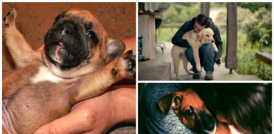 Y tú... ¿También quieres a tu perro "como si fuera tu hijo"? La ciencia lo explica