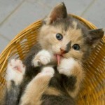 La preciosa leyenda de las gatas Carey: ¿La conocías?