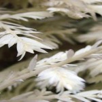 Albinismo en animales y plantas: ¡Asombroso!