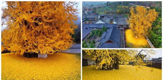 Descubre el maravilloso árbol de oro de China Descubre el maravilloso árbol de oro de China