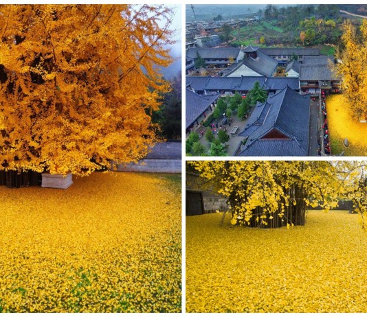 Descubre el maravilloso árbol de oro de China
