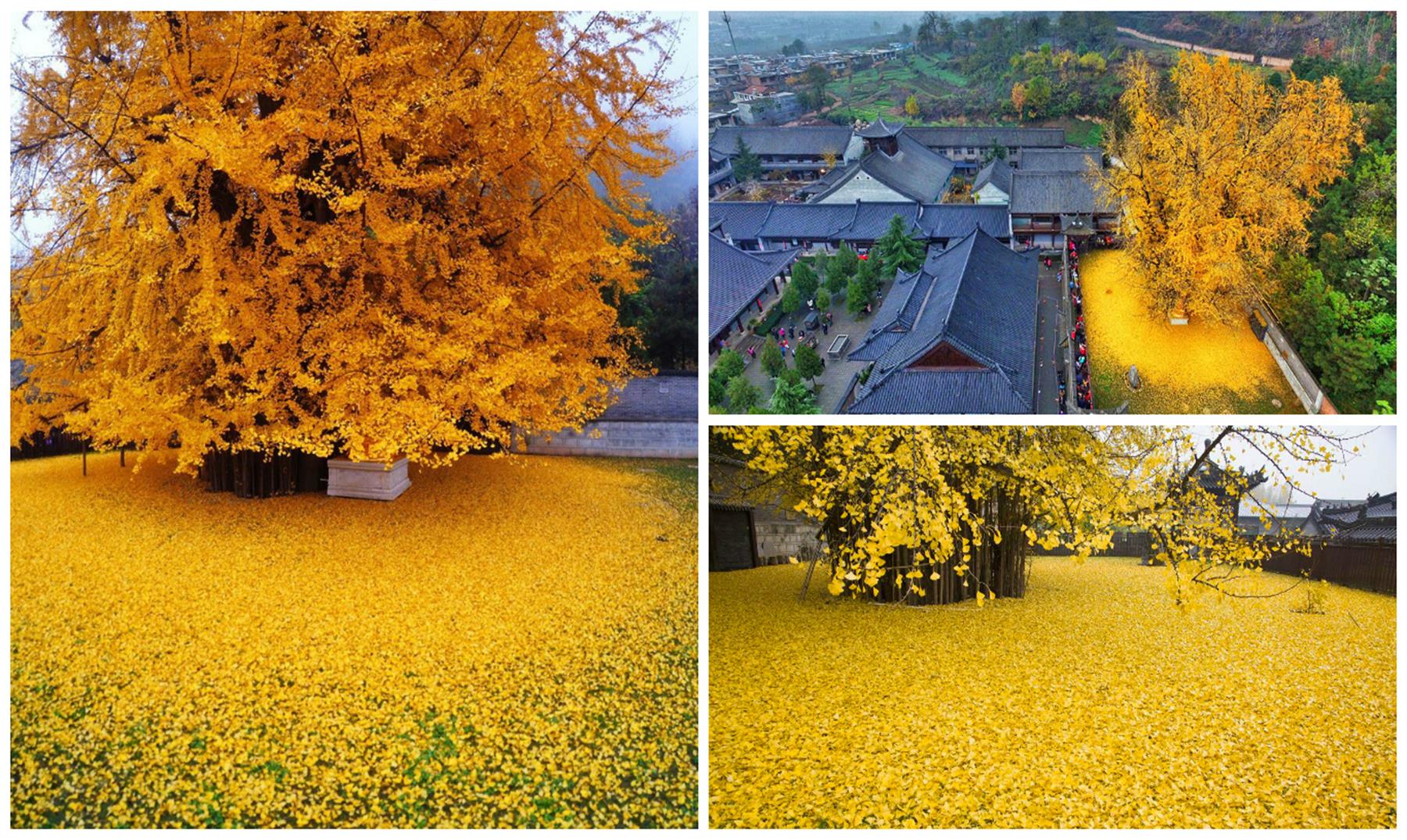 Descubre el maravilloso árbol de oro de China